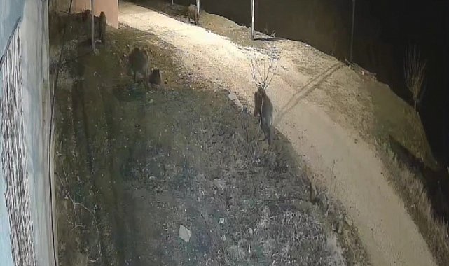 Elazığ'da yiyecek arayan domuz sürüsü köye indi