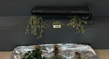 Elbise dolabından kenevir serası