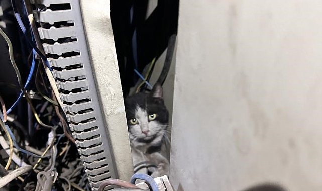 Elektrik panosuna giren kedi 5 saat sonra kurtarıldı