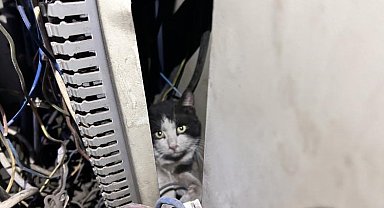 Elektrik panosuna giren kedi 5 saat sonra kurtarıldı