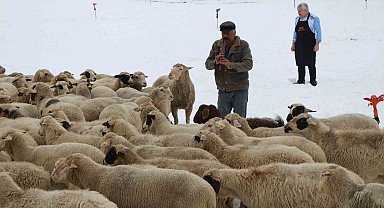 Emektar çoban koyunlara yaz kış kaval çalıyor