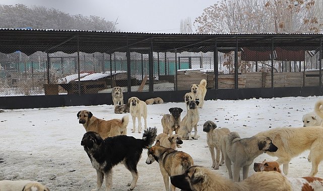 Erzincan'da köpek katliamı iddiası: Belediye çalışanları görevden uzaklaştırıldı