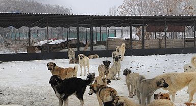 Erzincan'da köpek katliamı iddiası: Belediye çalışanları görevden uzaklaştırıldı
