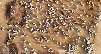 Erzincan'da koyun ve kuzuların coşkulu buluşması