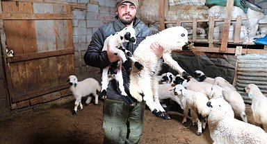 Erzincanlı besiciler gece gündüz kuzu nöbetinde