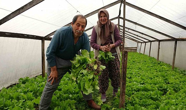 Eşi ile birlikte ürettiği marulları müşterilerini dahi görmeden satıyor