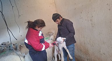 Evciler'de küçükbaş hayvanlara yönelik aşılama