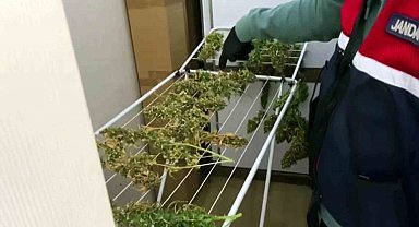 Evin odasına sera kurup, çamaşırlığa uyuşturucu asmışlar