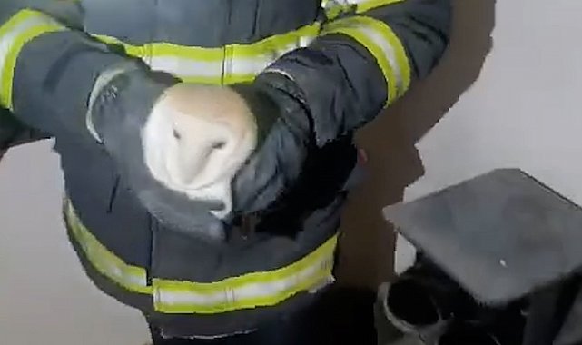 Gaziantep'te binaya giren baykuşu itfaiye kurtardı