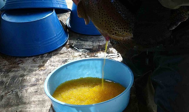 Gevaş'ta alabalık sağımı yapıldı