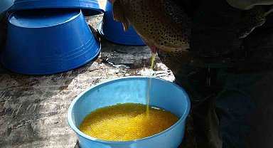 Gevaş'ta alabalık sağımı yapıldı