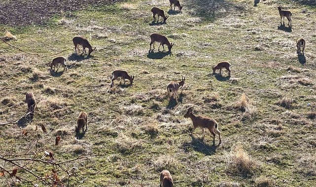 Görenler çobansız sürü sanıyor: Dağ keçileri ilçe merkezine yerleşti
