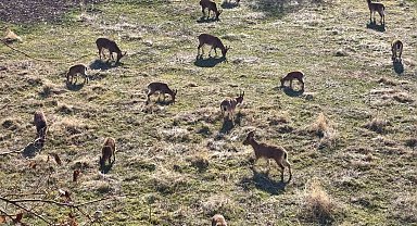 Görenler çobansız sürü sanıyor: Dağ keçileri ilçe merkezine yerleşti