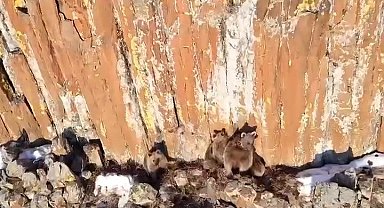 Gümüşhane'de anne ayı ve yavruları dron kamerasına takıldı