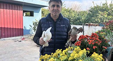 Güvercinlerini parçalayan atmacayı yakalayıp besledikten sonra doğaya saldı