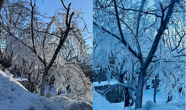 Hakkari'de ağaçlar buz tuttu