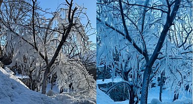 Hakkari'de ağaçlar buz tuttu