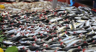 Hamsinin olmayışı, vatandaşı istavrite yöneltti