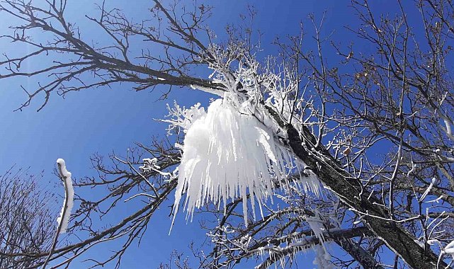 Hava sıcaklığı eksi 16'ya düştü, ağaç dalları böyle dondu