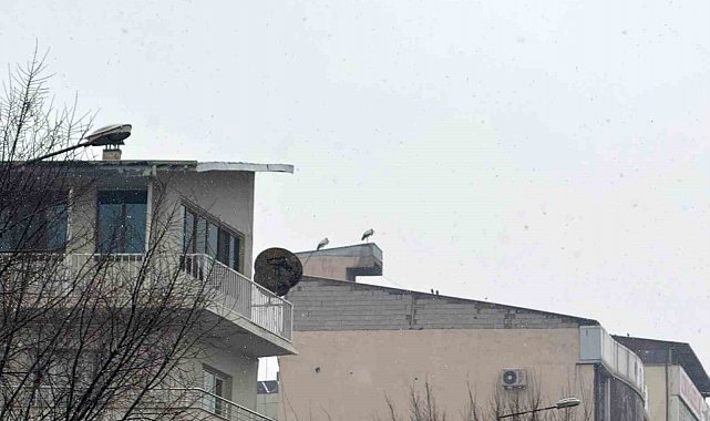 Iğdır'da göç etmeyen leylekler kar altında kaldı