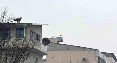 Iğdır'da göç etmeyen leylekler kar altında kaldı