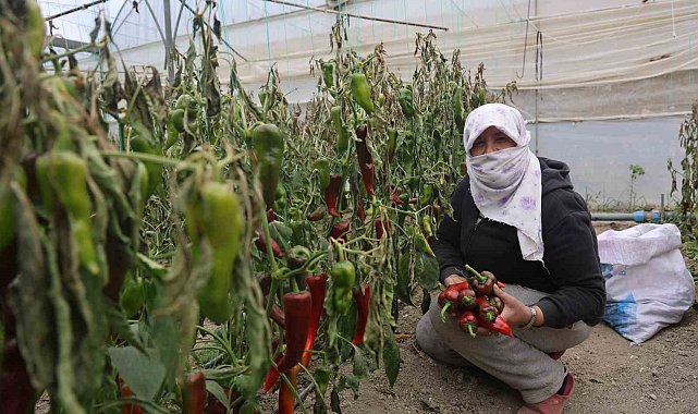 İhracat için yetiştirilen kapya biberi don vurdu