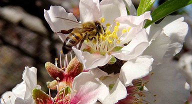 İlk cemre havaya düşüyor
