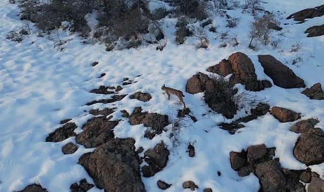 İlk defa vaşak gören Bayburtlu vatandaşın heyecanı ses tonuna yansıdı