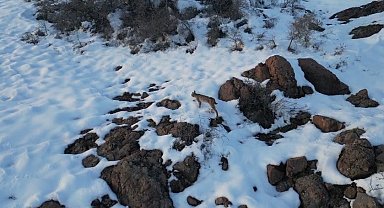 İlk defa vaşak gören Bayburtlu vatandaşın heyecanı ses tonuna yansıdı