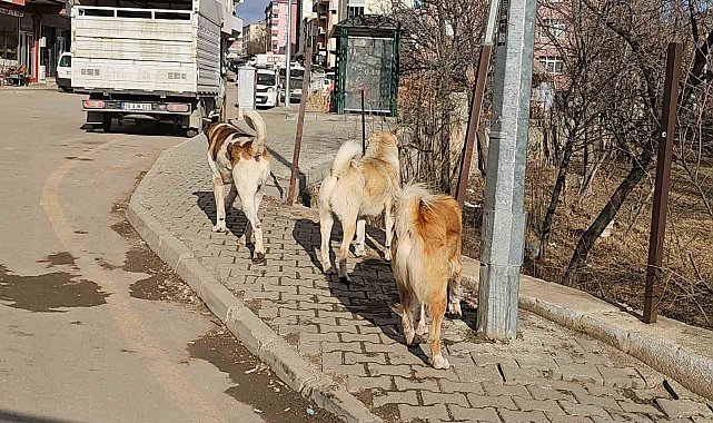 İspir'de başıboş köpekler tehdit oluşturuyor