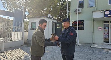 Jandarma tarafından bulunan yaralı şahin koruma altına alındı