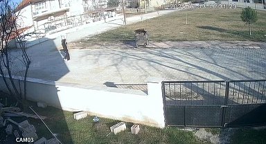 Kadının iple ayaklarını bağladığı köpeği çöpe attığı anlar güvenlik kamerasına yansıdı