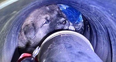 Kanal borusuna sıkışan köpeği itfaiye kurtardı