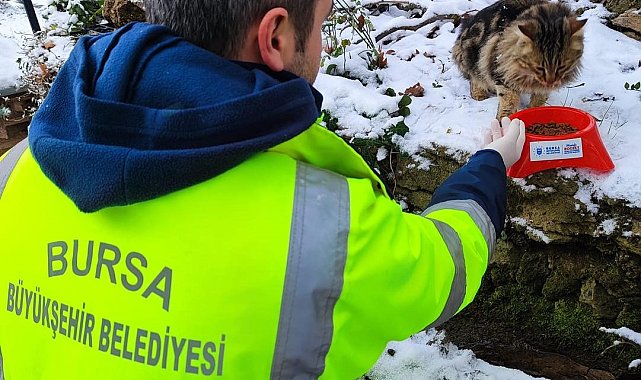 Kar bastırdı, Büyükşehir can dostları unutmadı