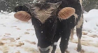 Kara rağmen büyükbaş hayvanlar otlanmaya çıktı