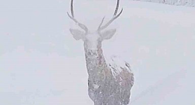 Karla kaplı alanlarda kızılgeyik güzelliği