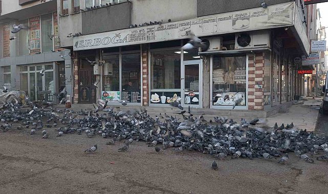 Kars'ta duyarlı vatandaş yüzlerce güvercine yem veriyor