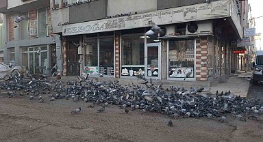 Kars'ta duyarlı vatandaş yüzlerce güvercine yem veriyor