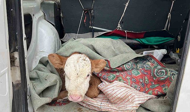 Kars'ta hasta buzağısını aracıyla veterinere getirdi