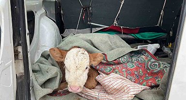 Kars'ta hasta buzağısını aracıyla veterinere getirdi