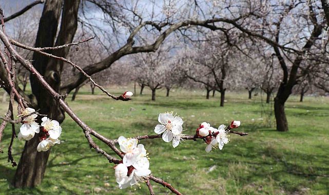 Kayısı üreticilerine ilkbahar dönemi uyarısı