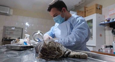 Kemer Belediyesi patili dostların yanında