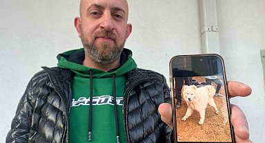 Köpeğini bulana 50 bin TL vereceğini duyuran adamın peşini dolandırıcılar bırakmıyor