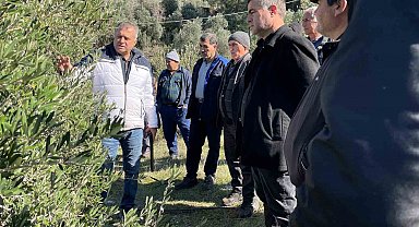 Köyceğiz'de zeytinde uygulamalı budama eğitimi verildi