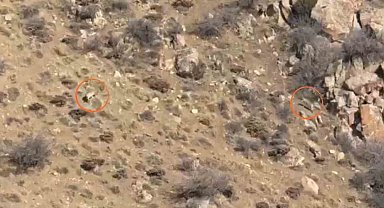 Köyde gezdiği sırada 2 kurtla karşılaştı