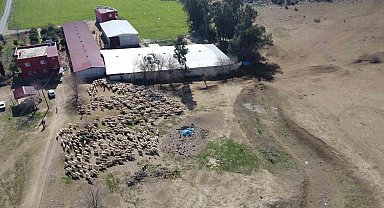 Koyun ve kuzuların muhteşem buluşması