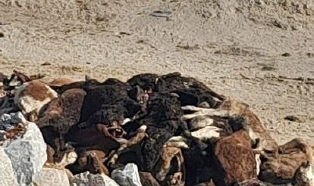 Kütahya'da 35 büyükbaş hayvan telef olmuş halde bulundu