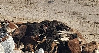 Kütahya'da 35 büyükbaş hayvan telef olmuş halde bulundu