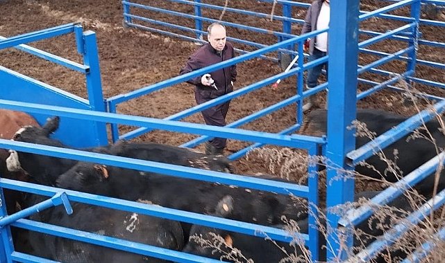 Kuyucak'ta besilik hayvan denetimi ve şap aşılaması