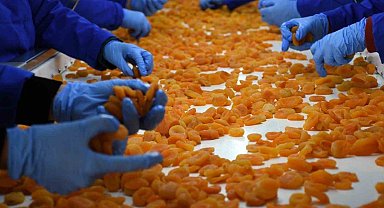 Malatya kayısı ihracatında 100 bin ton hedefine emin adımlarla ilerliyor